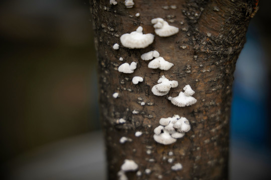 树干的蘑菇