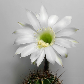 白色仙人掌花特写