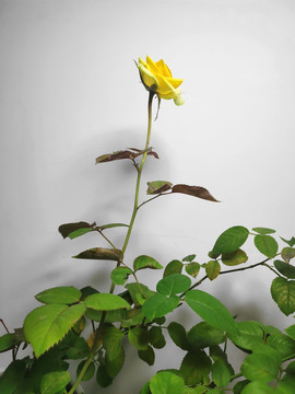 盆栽月季花