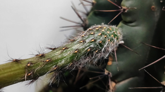 仙人掌花苞