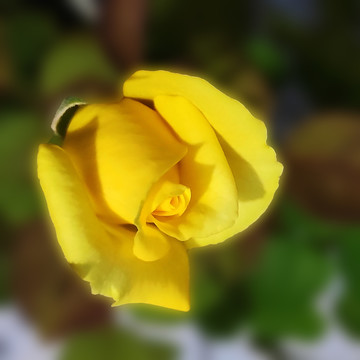 黄色的月季花