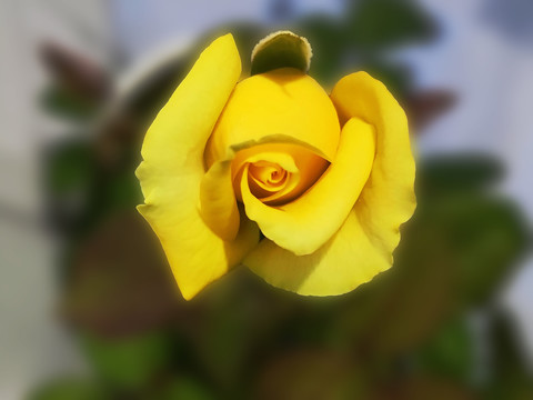 一支黄色的月季花特写