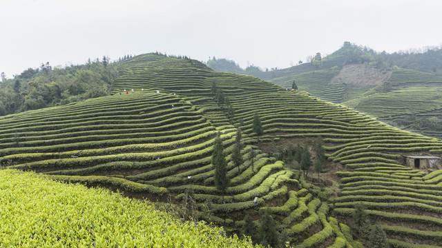 宜宾屏山富荣云顶茶海茶山风光