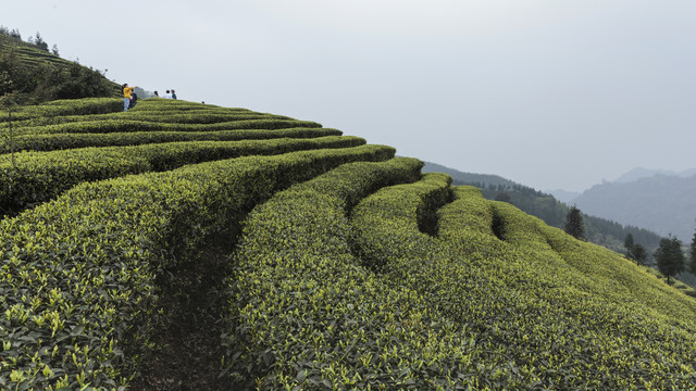 宜宾屏山富荣云顶茶海茶山风光