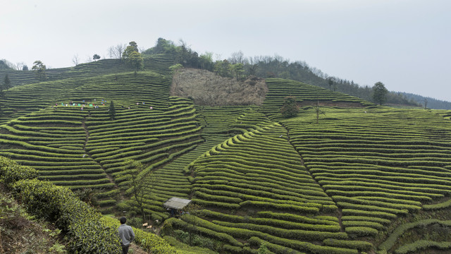 宜宾屏山富荣云顶茶海茶山风光