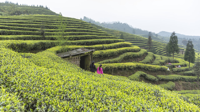 屏山富荣蜿蜒云顶茶海采茶女