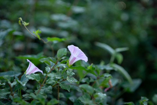 牵牛花