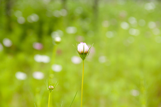 格桑花