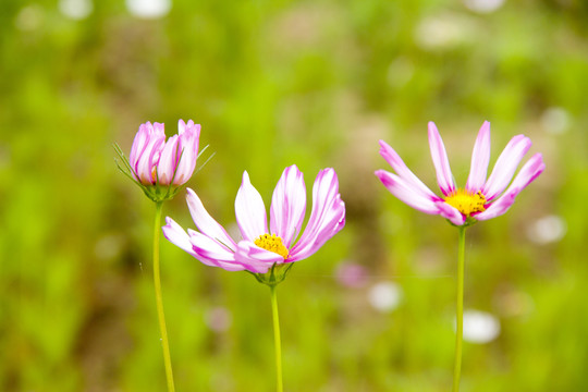 格桑花