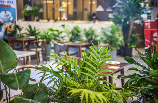 植物装潢