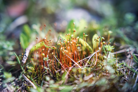 苔藓