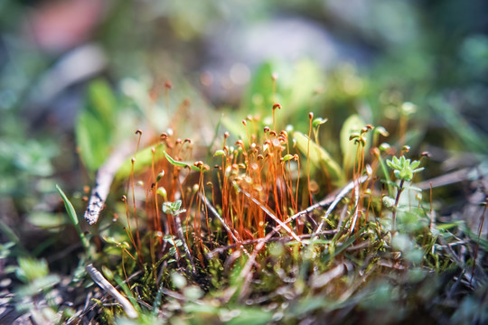 苔藓