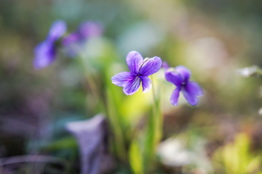 紫色小花