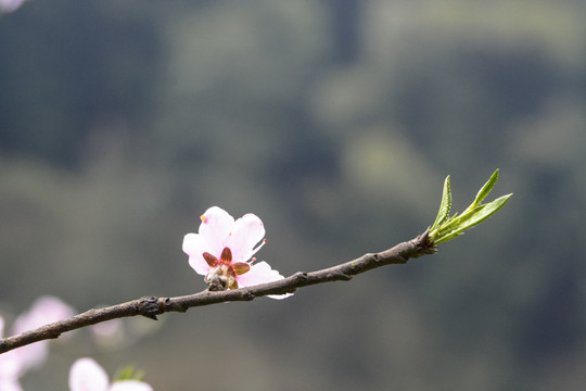 新芽嫩叶