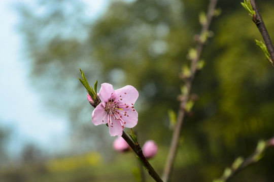 桃花