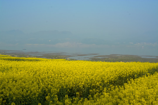 李庄油菜花