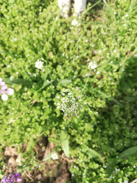 路边的植物