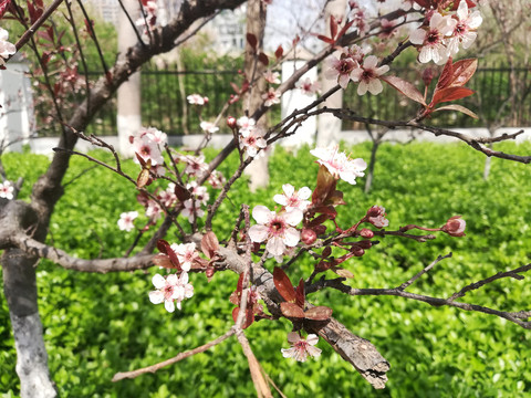 桃花花枝