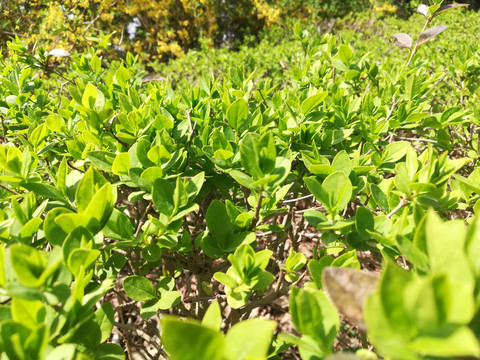 绿色植物