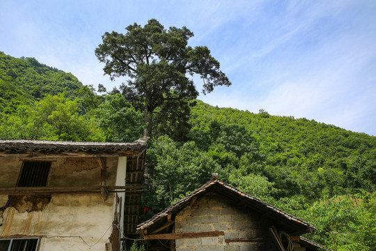 古树山庄