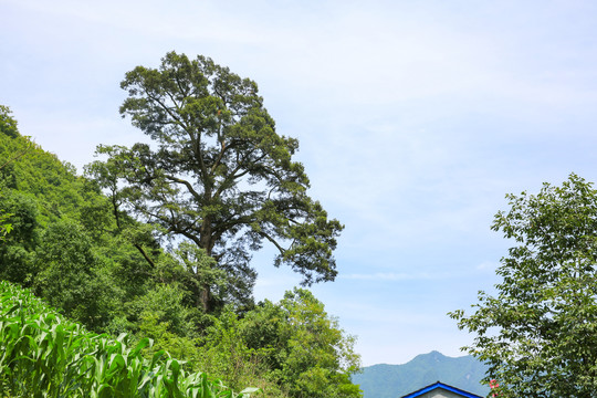 远山古树