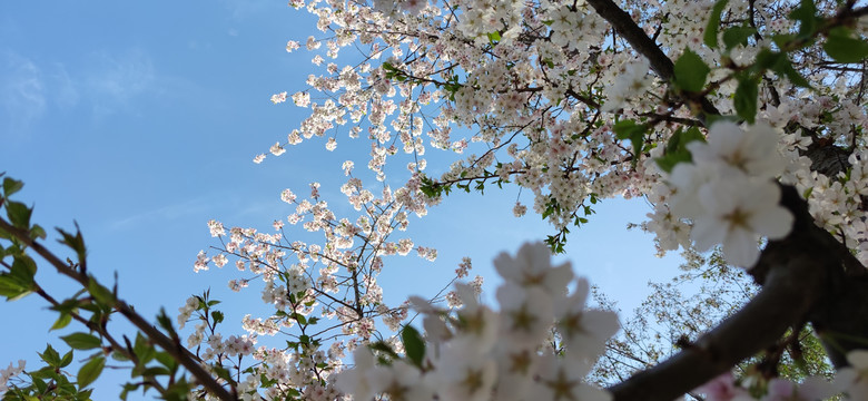 北京玉渊潭公园樱花