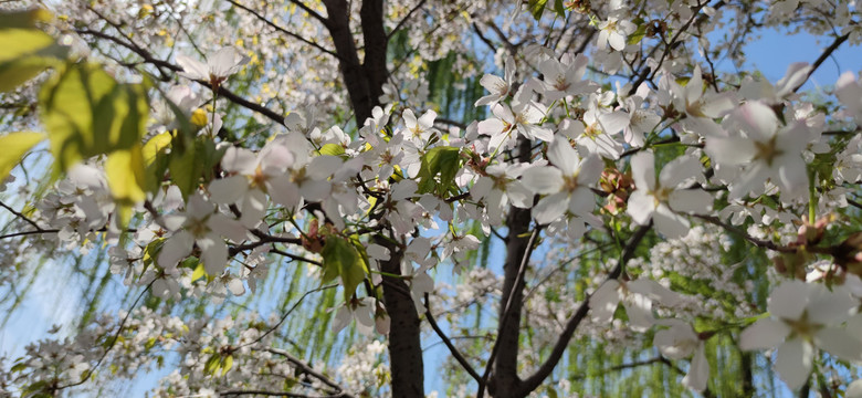 北京玉渊潭公园樱花