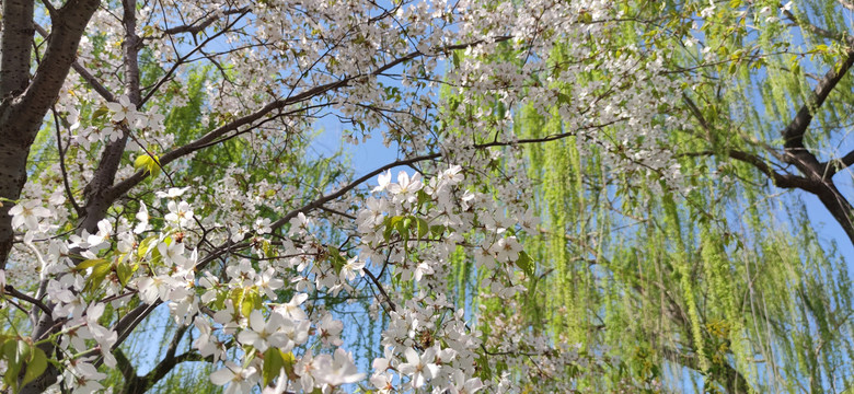 北京玉渊潭公园樱花