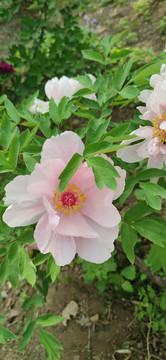 粉色牡丹花