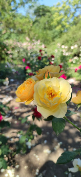黄色月季花