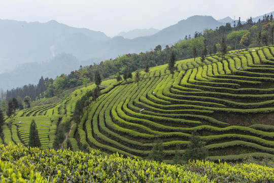 薄雾蜿蜒茶山自然风光