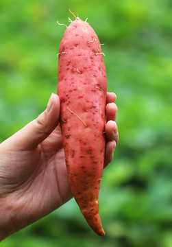 西瓜红红薯