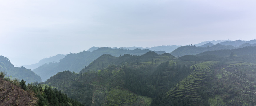 烟雨蒙蒙蜿蜒茶山