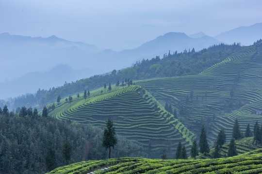 烟雨蒙蒙蜿蜒茶山