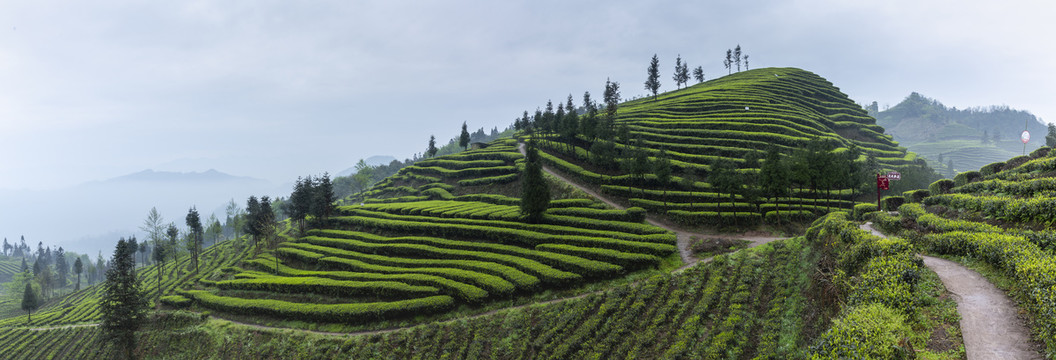 屏山富荣雨后蜿蜒云顶茶海风光