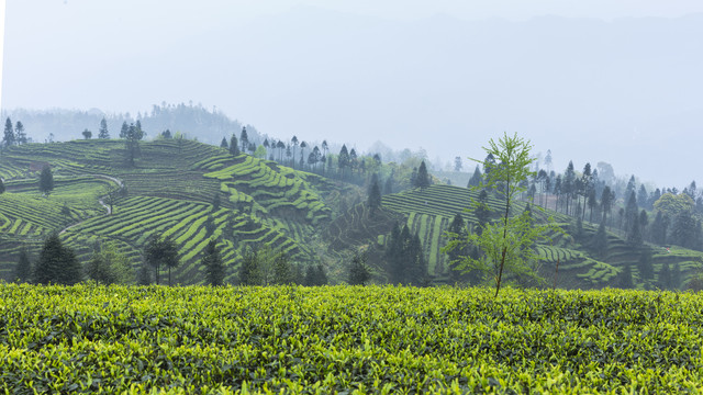 宜宾屏山富荣云顶茶海茶山风光