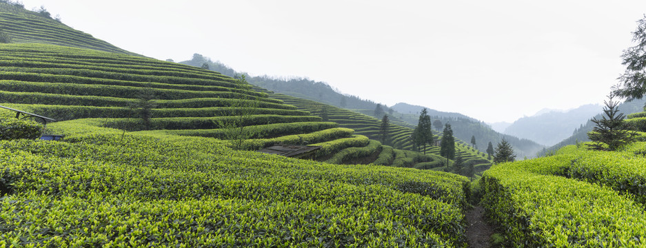 宜宾屏山富荣云顶茶海茶山风光