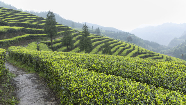 宜宾屏山富荣云顶茶海茶山风光