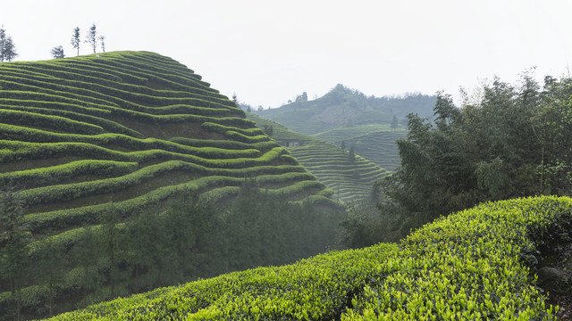 宜宾屏山富荣云顶茶海茶山风光