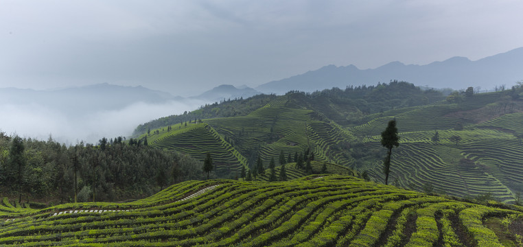 云雾缭绕蜿蜒云顶茶海仙境