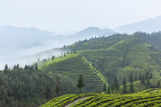 云雾缭绕蜿蜒云顶茶海仙境