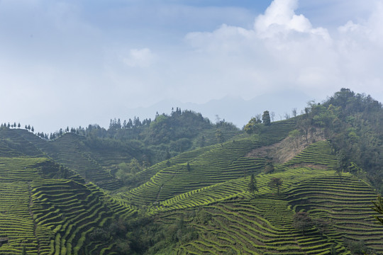 蜿蜒茶山蓝天白云云顶茶海