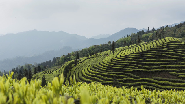 宜宾屏山富荣茶山自然景观