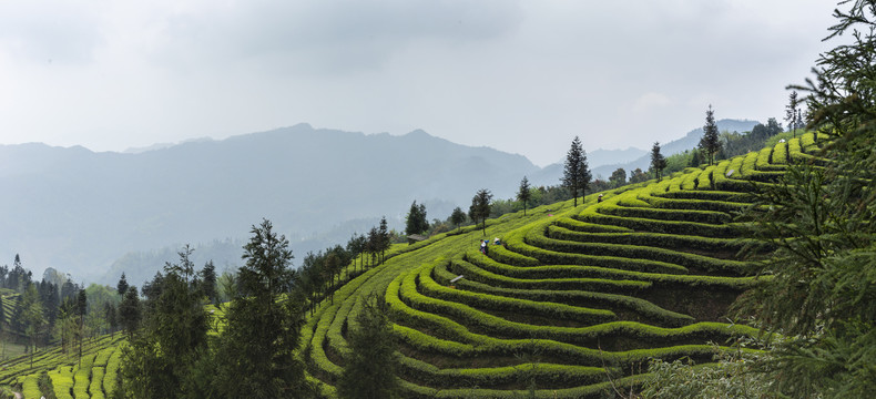 宜宾屏山富荣茶山自然景观