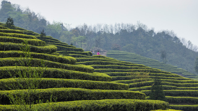 蜿蜒茶山采茶女自然景观