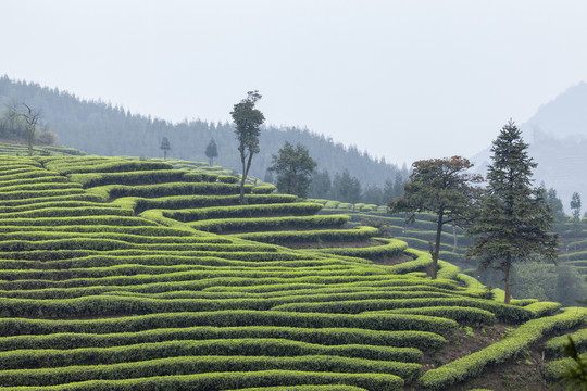 宜宾屏山富荣茶山自然景观