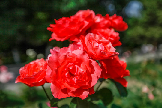 伊宁市人民公园玫瑰