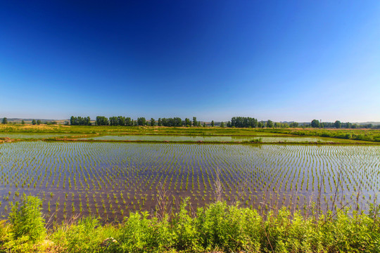 海兰江畔水稻田