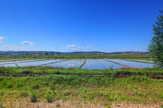 水稻田