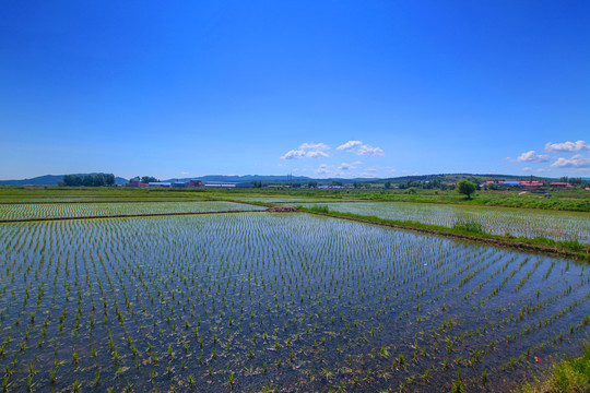 水稻田